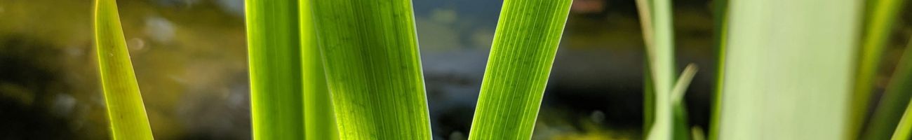 Biene an einem grünen Blatt