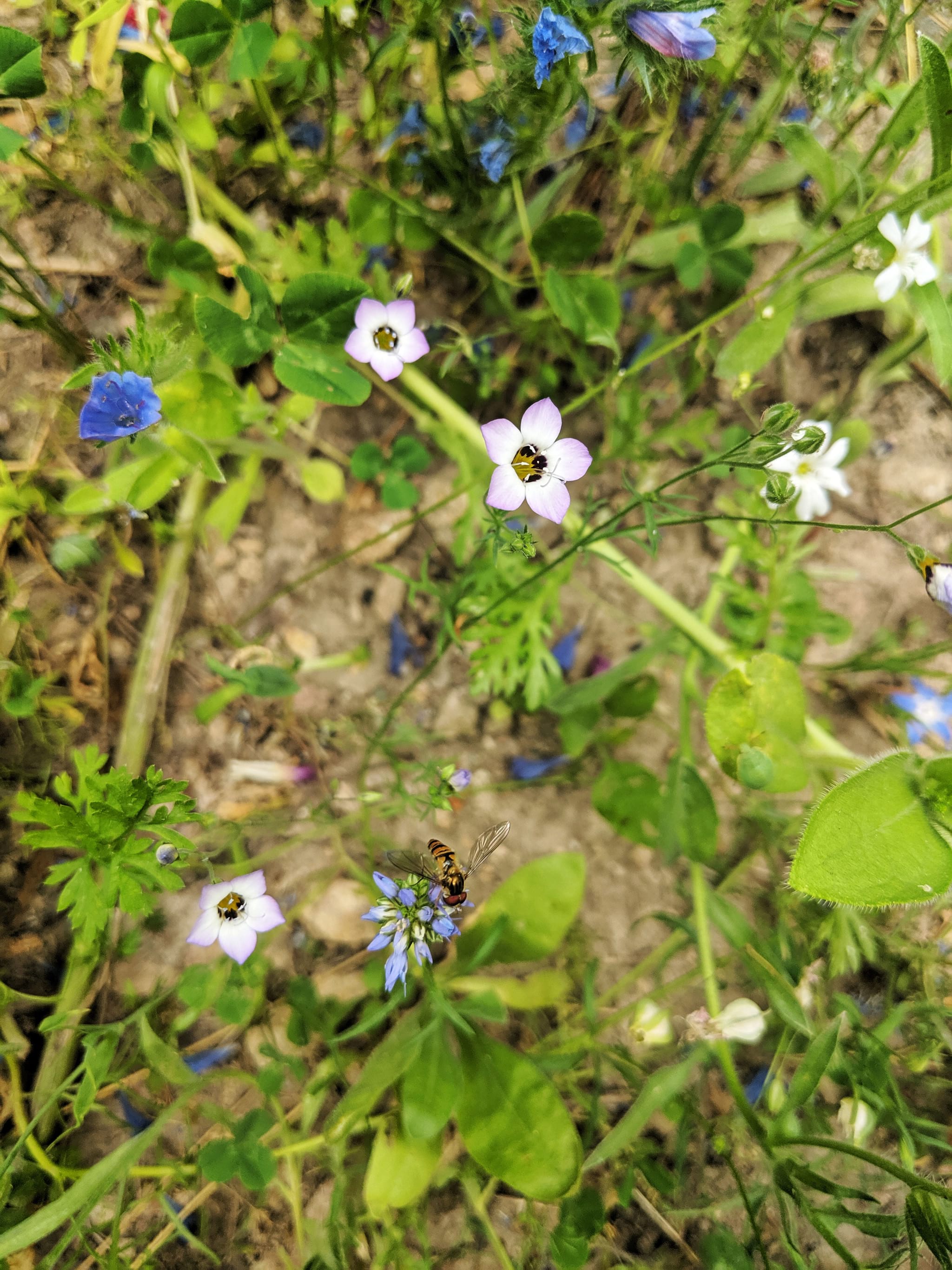 Biene auf blauer Blüte