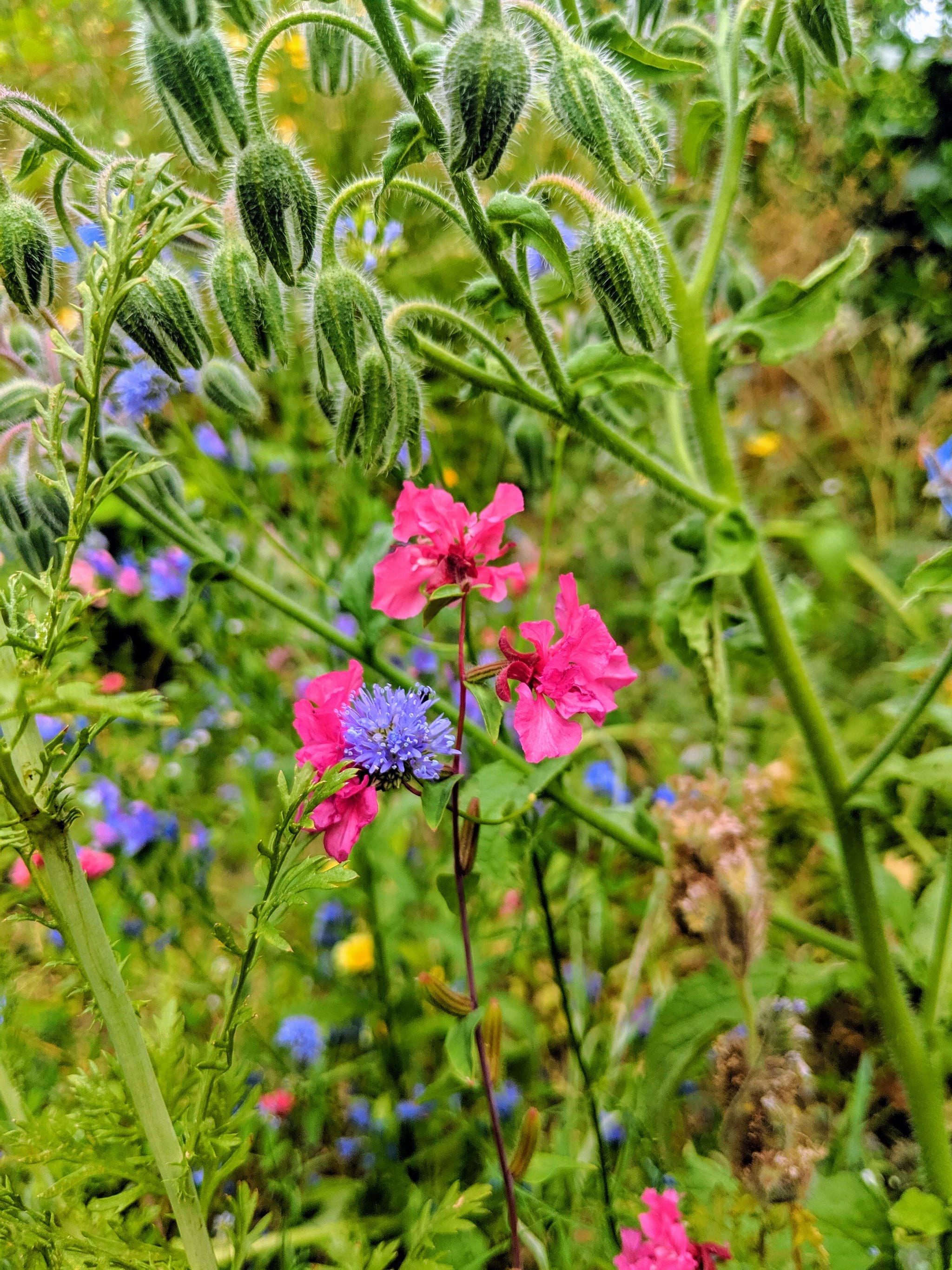 Wilde Blumen in Meißen